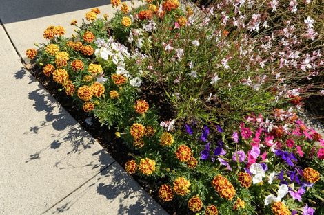 Photo of property in 11 Kamahi Crescent, Papamoa Beach, Papamoa, 3118