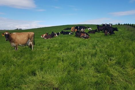 Photo of property in 31 Windy Ridge Road, Benhar, Balclutha, 9272