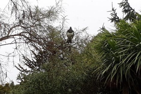 Photo of property in 14b Weka Road, Waipahihi, Taupo, 3330