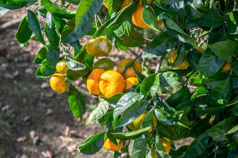 Photo of property in 410 Pagitt Street, Coromandel, 3506