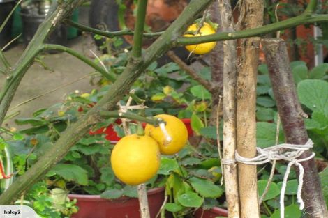 Photo of property in 9 Owen Street, Newtown, Wellington, 6021