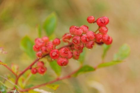 Photo of property in 790 Pungaere Road, Waipapa, 0295