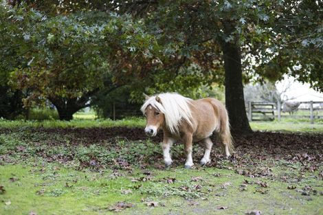 Photo of property in 37 Smalley Road, Glenbrook, Waiuku, 2681