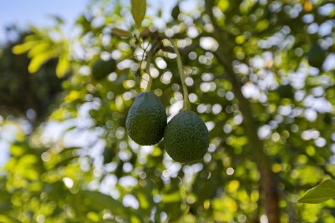 Photo of property in 86a Te Puna Road, Te Puna, Tauranga, 3174