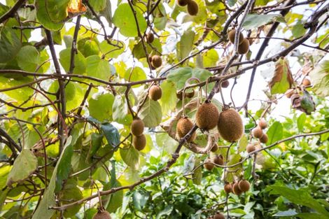 Photo of property in 127 North Street, Ashhurst, 4810