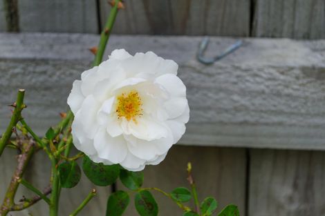 Photo of property in 49 Hilton Road, Carterton, 5713