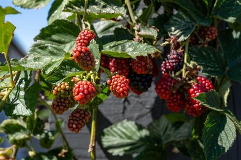 Photo of property in 9 Vining Crescent, Stoke, Nelson, 7011