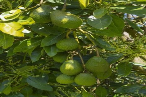 Photo of property in 178 Hereford Road, Oropi, Tauranga, 3173