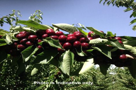 Photo of property in 319 Ripponvale Road, Cromwell, 9384