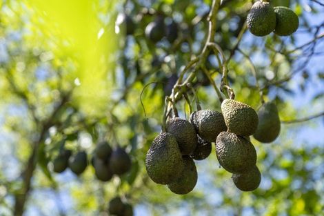 Photo of property in 230a Waipapa Block Road, Whakamarama, Tauranga, 3180