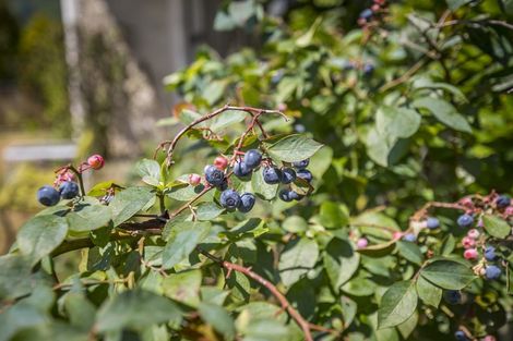 Photo of property in 6 Tawa Street, Waikanae, 5036