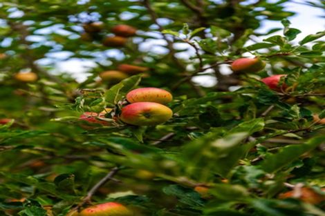 Photo of property in 257 Tanners Point Road, Tanners Point, Katikati, 3177