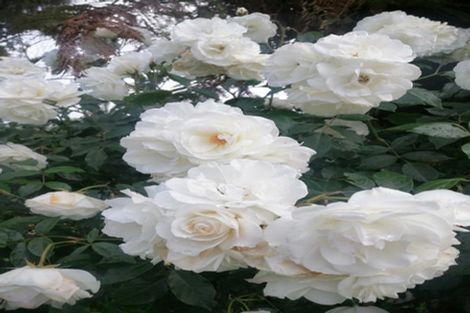 Photo of property in 165 Cambridge Street, Levin, 5510