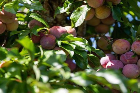 Photo of property in 3 Riverlea Drive, Katikati, 3129