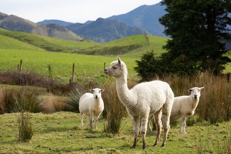 Photo of property in 487 France Road, Matamau, Dannevirke, 4977