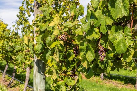 Photo of property in 1114 Omihi Road, Omihi, Amberley, 7483