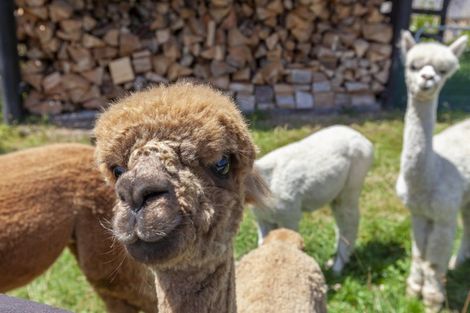 Photo of property in 105 Waterfall Road, Paraparaumu, 5032