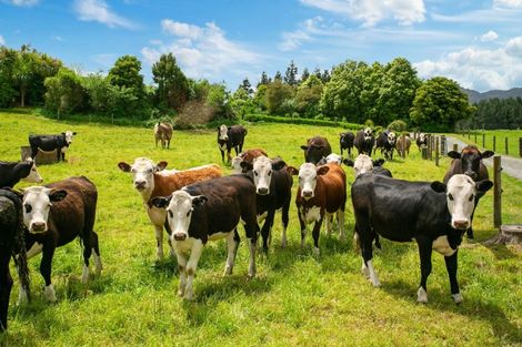 Photo of property in 3786 State Highway 29, Te Poi, Matamata, 3473