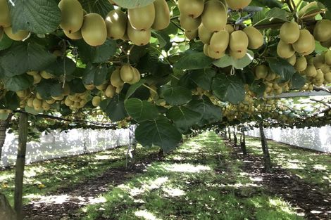 Photo of property in 92 Dudley Vercoe Drive, Te Puke, 3182
