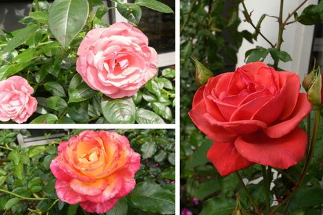 Photo of property in 23 Hansard Place, Bethlehem, Tauranga, 3110