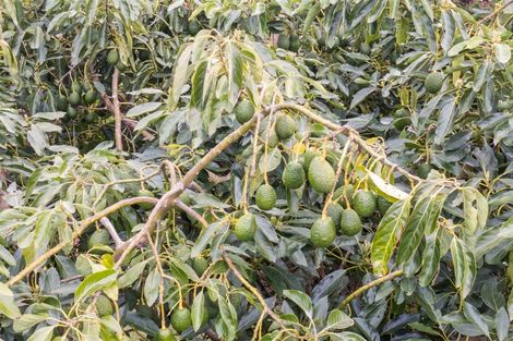 Photo of property in 110 Pukemapu Road, Oropi, Tauranga, 3173