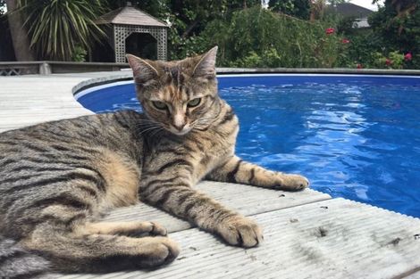 Photo of property in 57 Moncur Drive, Springfield, Rotorua, 3015