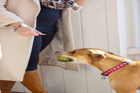 Photo of property in 20a Tiora Place, Upper Riccarton, Christchurch, 8041