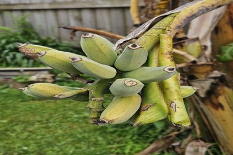 Photo of property in 112 Weatherly Road, Torbay, Auckland, 0630