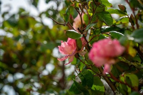 Photo of property in 15 Thane Road, Roseneath, Wellington, 6011