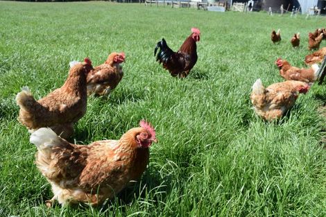 Photo of property in 72 Clifden Highway, Tuatapere, 9691