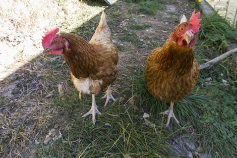 Photo of property in 142 Helston Road, Paparangi, Wellington, 6037