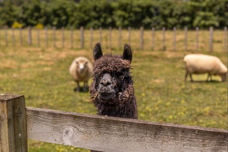 Photo of property in 240a Blueskin Road, Brunswick, Whanganui, 4571