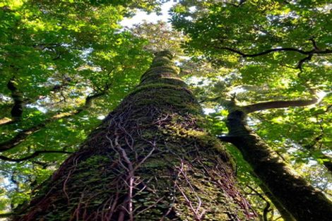 Photo of property in 1052 Wekaweka Road, Waimamaku, Kaikohe, 0473