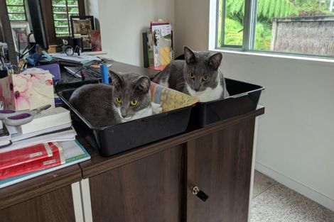 Photo of property in 31a Oban Road, Browns Bay, Auckland, 0630