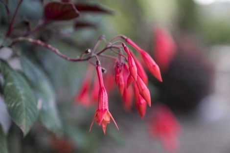 Photo of property in 20 Muscat Place, Henderson, Auckland, 0612