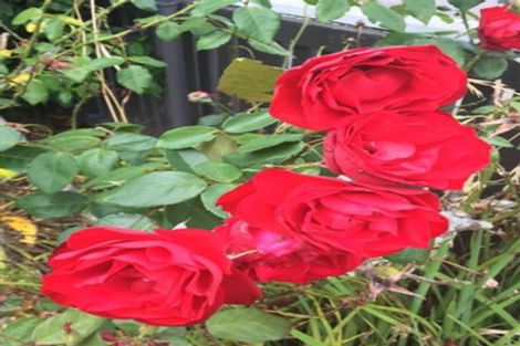 Photo of property in 88 Riverside Drive, Whakatane, 3120