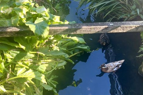 Photo of property in 41 Ema Street, Te Aroha, 3320