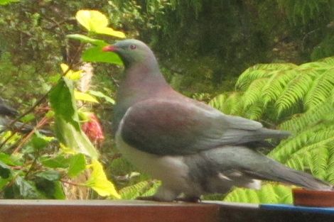 Photo of property in 19 Arabella Road, Opua, 0200