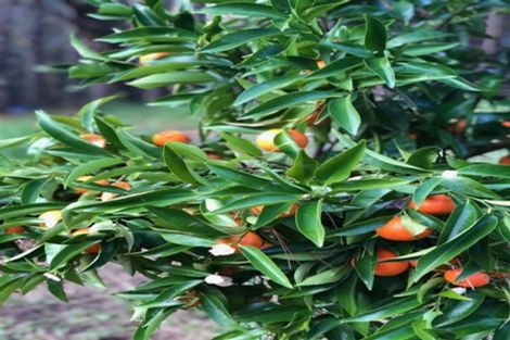 Photo of property in 42 Basil Orr Road, Kaukapakapa, Warkworth, 0984