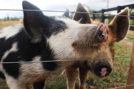 Photo of property in 19a Hoheria Place, Te Kauwhata, 3782