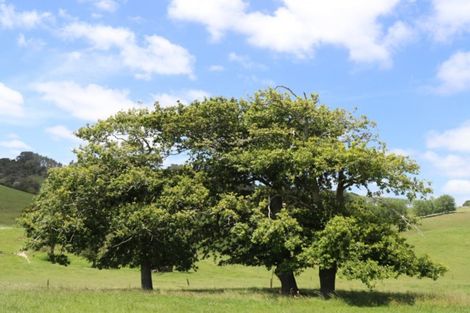 Photo of property in 182 Morrison Road, Arapohue, Dargaville, 0374