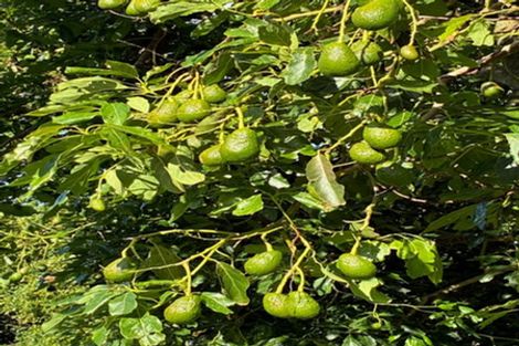 Photo of property in 23 Collins Lane, Te Puke, 3187