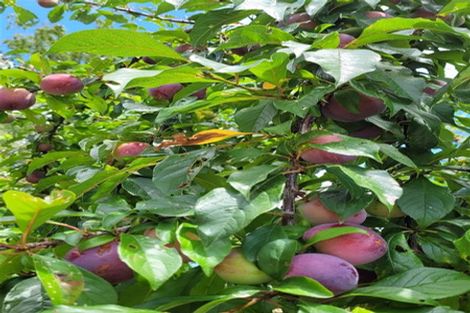 Photo of property in 376 Neudorf Road, Upper Moutere, 7175