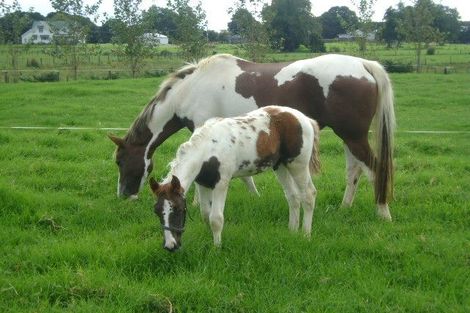 Photo of property in 341a Matauri Bay Road, Kaeo, 0478