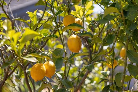 Photo of property in 53 Omega Place, Coastlands, Whakatane, 3120