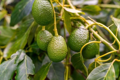 Photo of property in 496 Waitao Road, Waitao, Tauranga, 3175