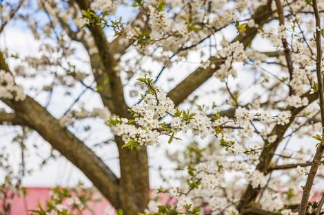 Photo of property in 4 Anna Lane, Glen Eden, Auckland, 0602