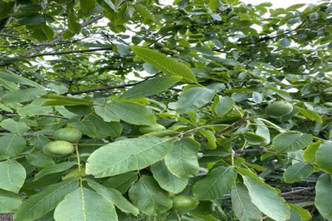 Photo of property in 59a Selwyn Street, Pohara, Takaka, 7183