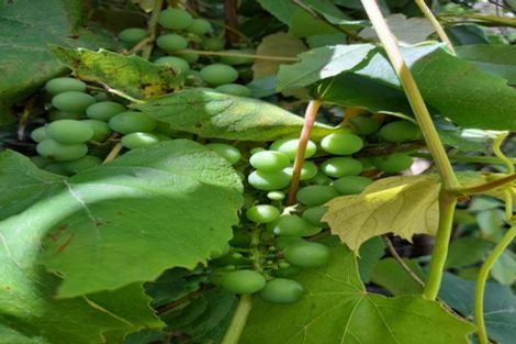 Photo of property in 6 Nettlingham Place, Te Puke, 3119