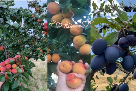 Photo of property in Glenstrae, 133 Luggate-cromwell Road, Cromwell, 9384